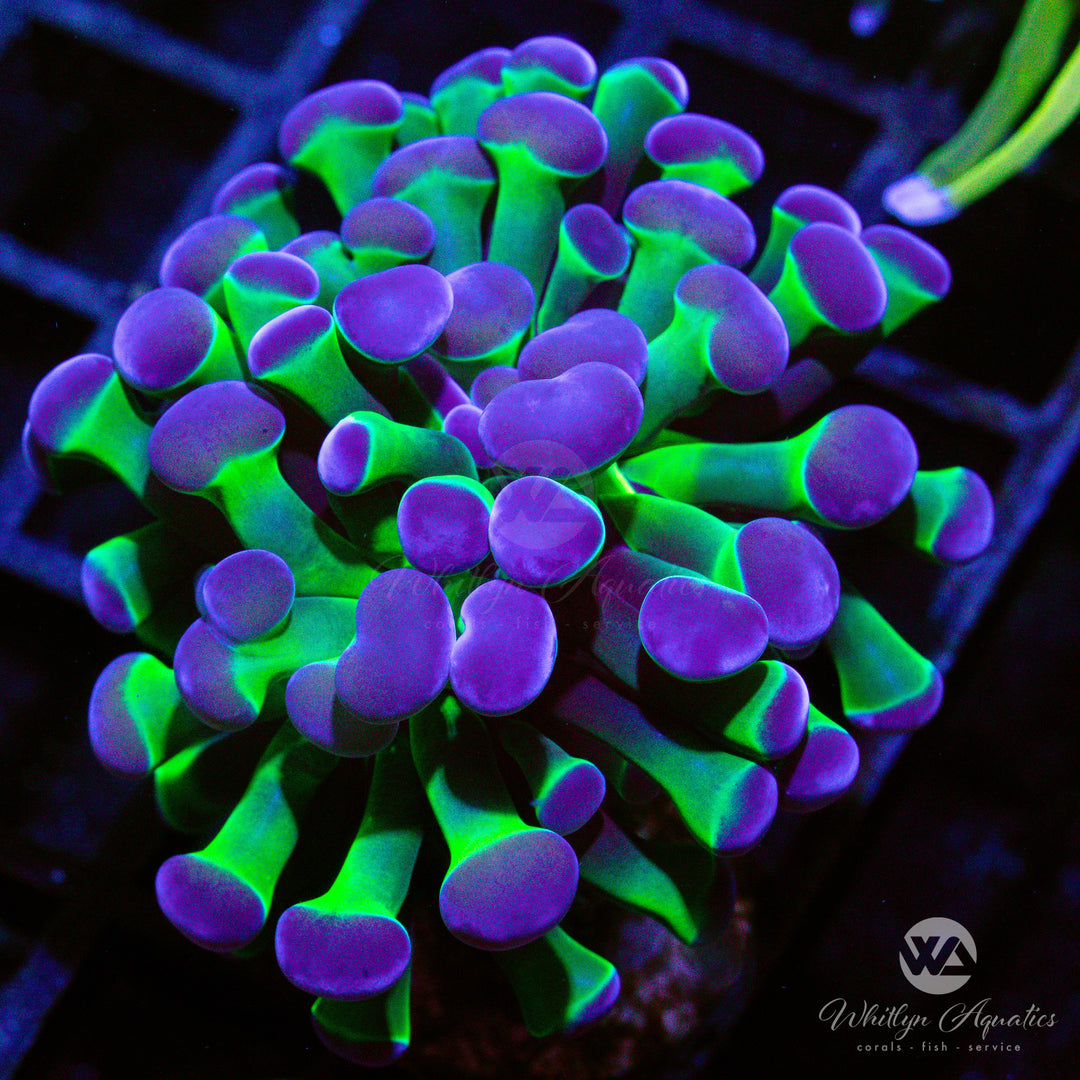 Purple Tip Branching Hammer - Whitlyn Aquatics