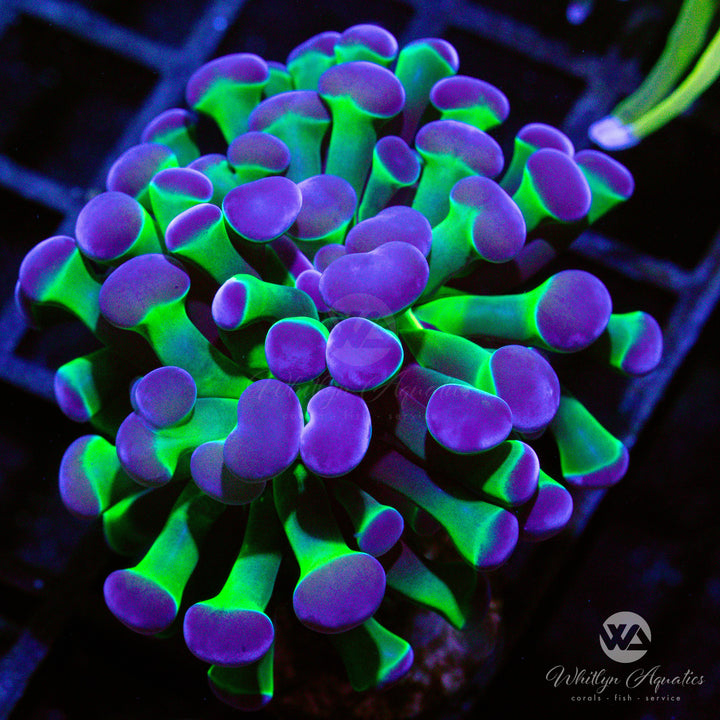 Purple Tip Branching Hammer - Whitlyn Aquatics