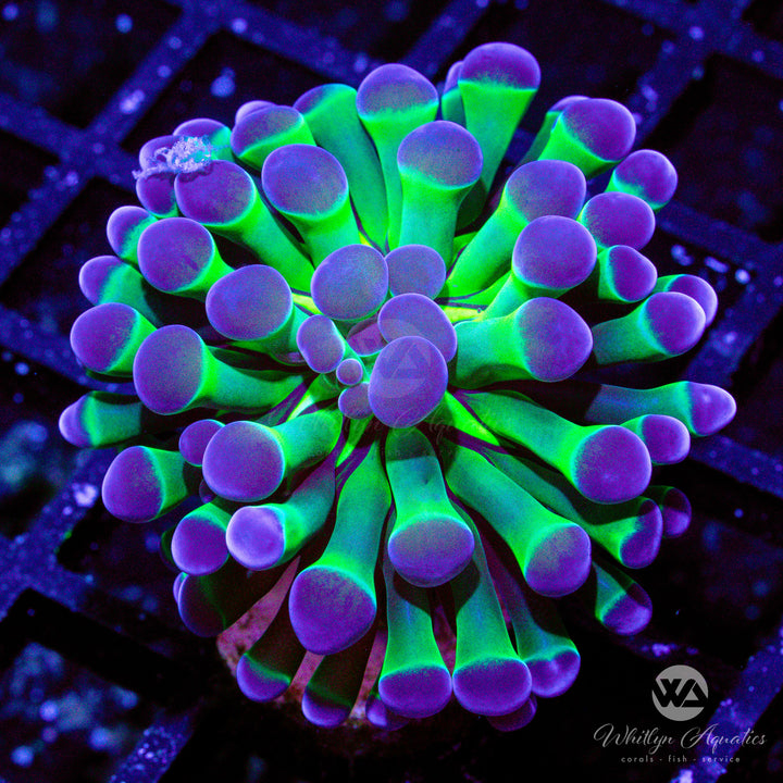 Purple Tip Branching Hammer - Whitlyn Aquatics
