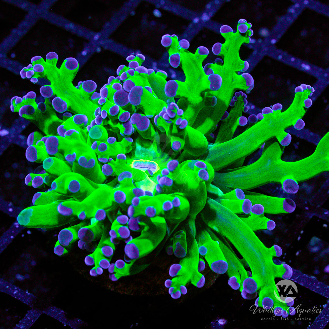Purple Tip Frogspawn - Whitlyn Aquatics