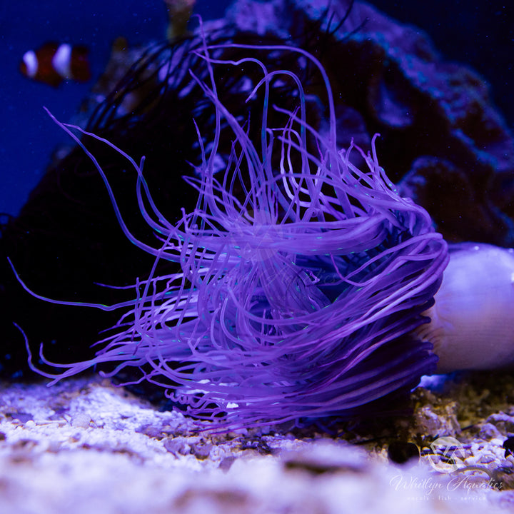 Neon Tube Anemone - Cerianthus membranaceus