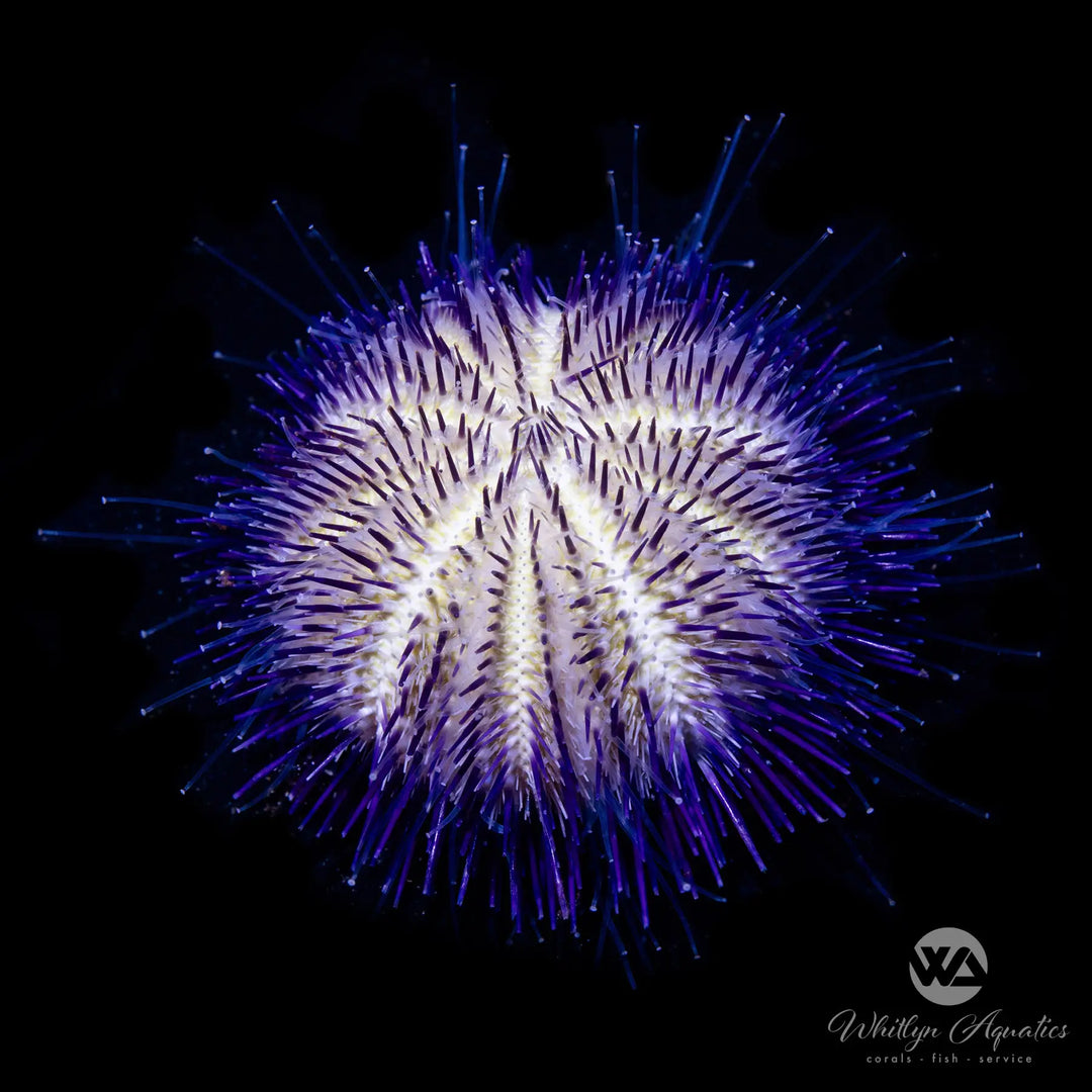 Purple Urchin - Pseudoboletia sp. - Whitlyn Aquatics