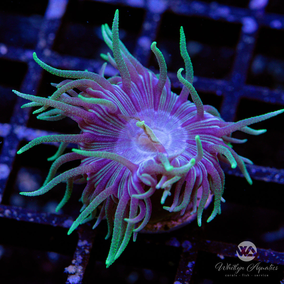 Purple & Green Duncan Coral