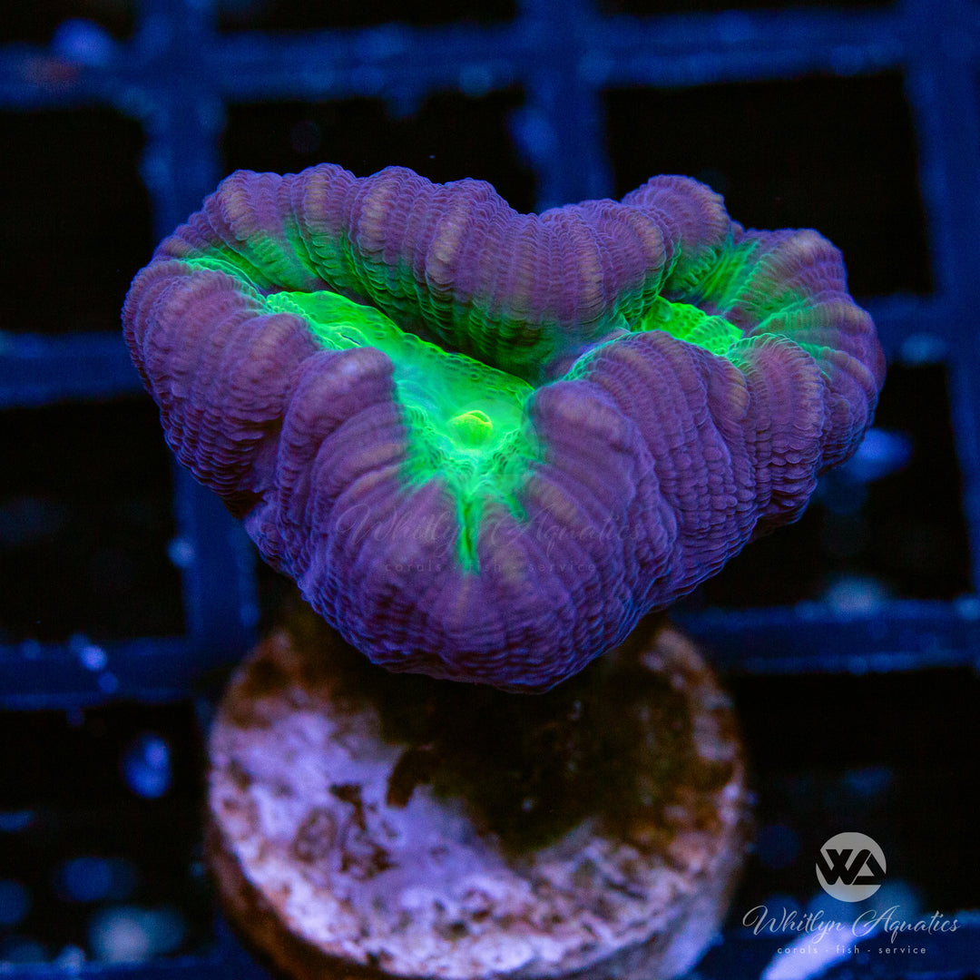 Purple & Green Trumpet Coral