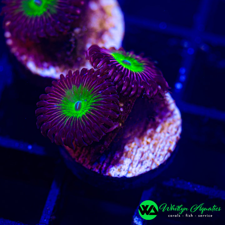 Pink Hippo Zoanthid (Aquacultured)