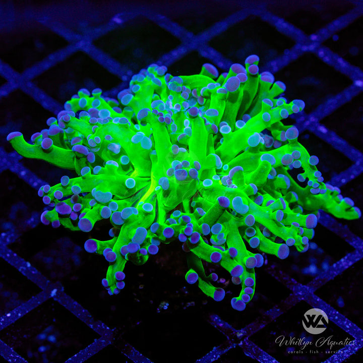 Purple Tips Frogspawn