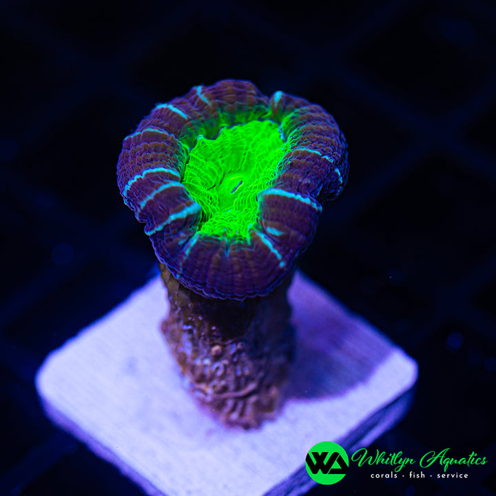 Purple & Green Trumpet “Candy Cane” Coral