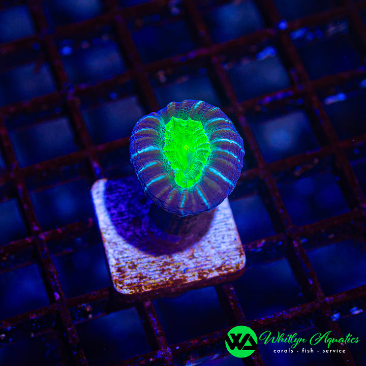 Purple & Green Trumpet “Candy Cane” Coral