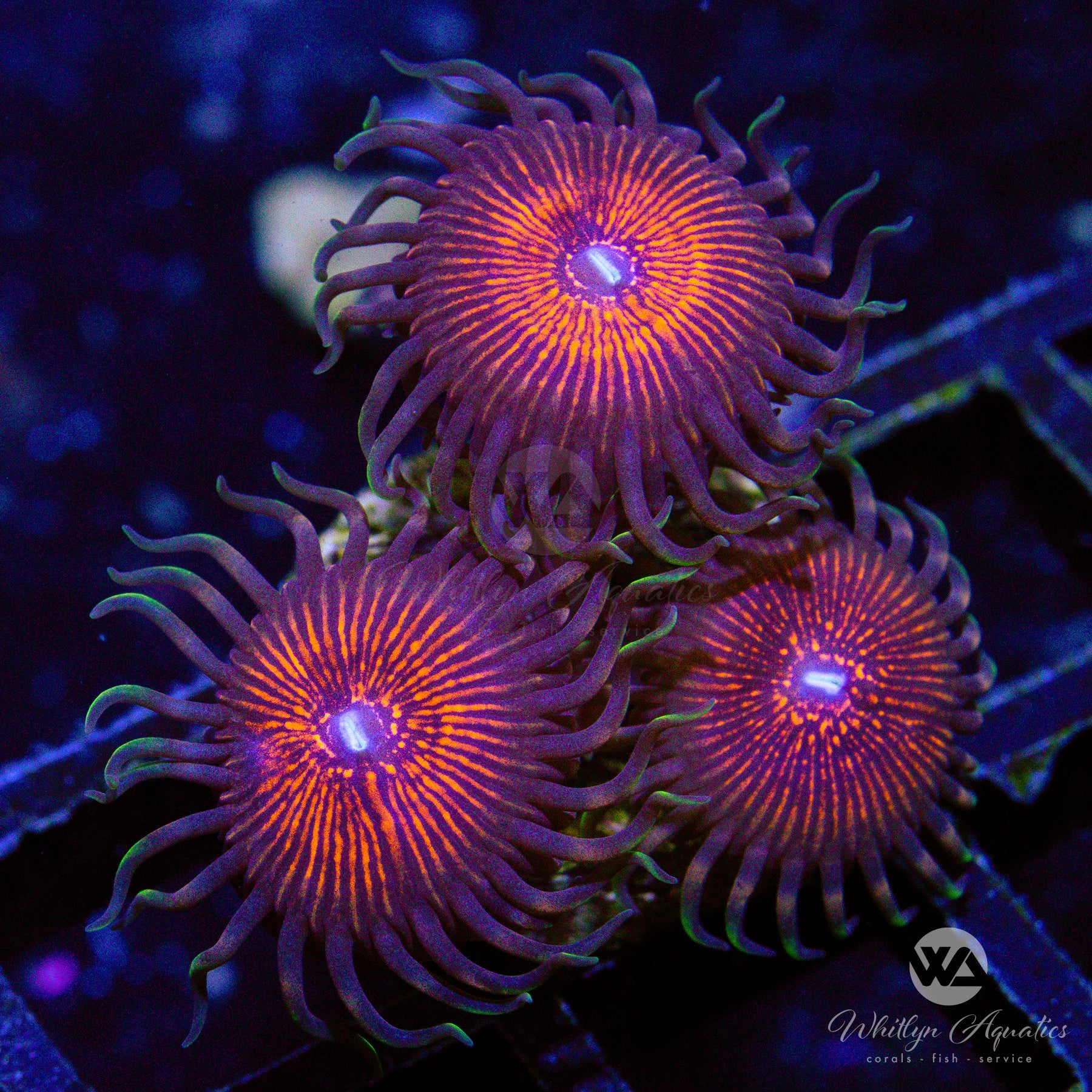 Zoanthids & Palythoas For Sale – Tagged 