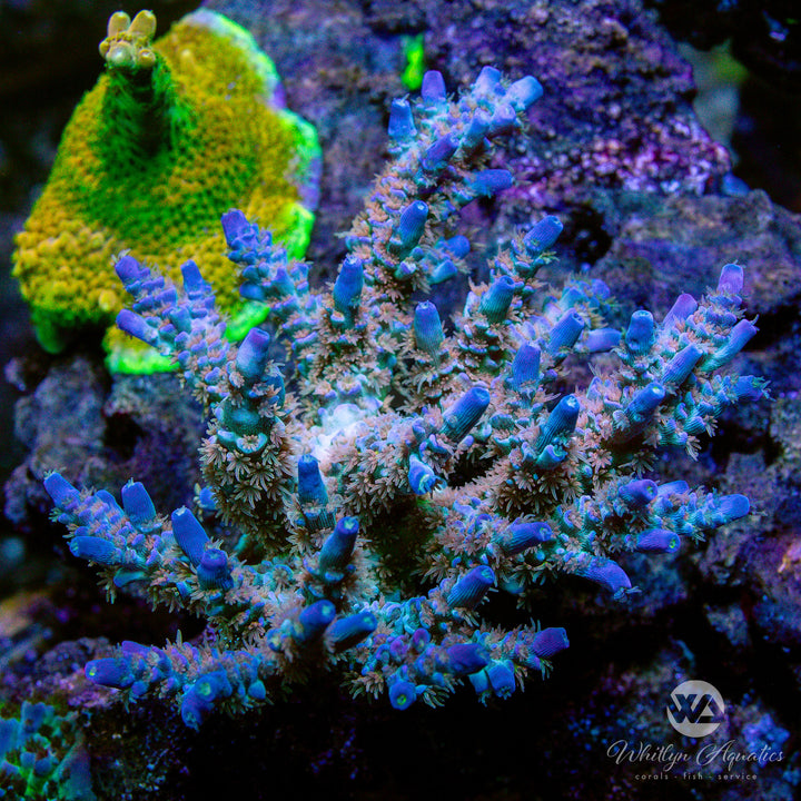 RRC Orange Passion Acropora