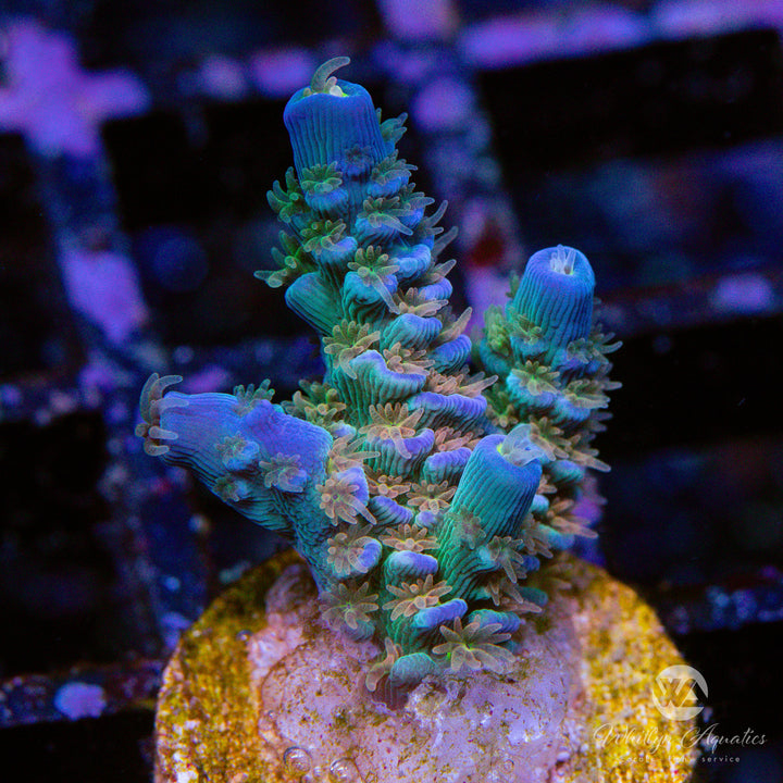 RRC Orange Passion Acropora