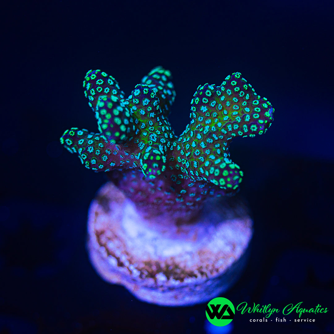 Rainbow Stylophora