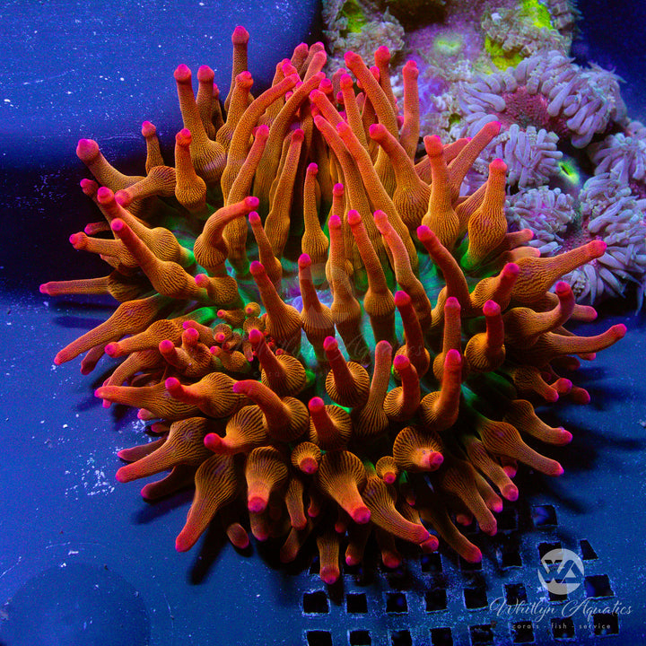 Rainbow Bubble Tip Anemone - Entacmaea quadricolor