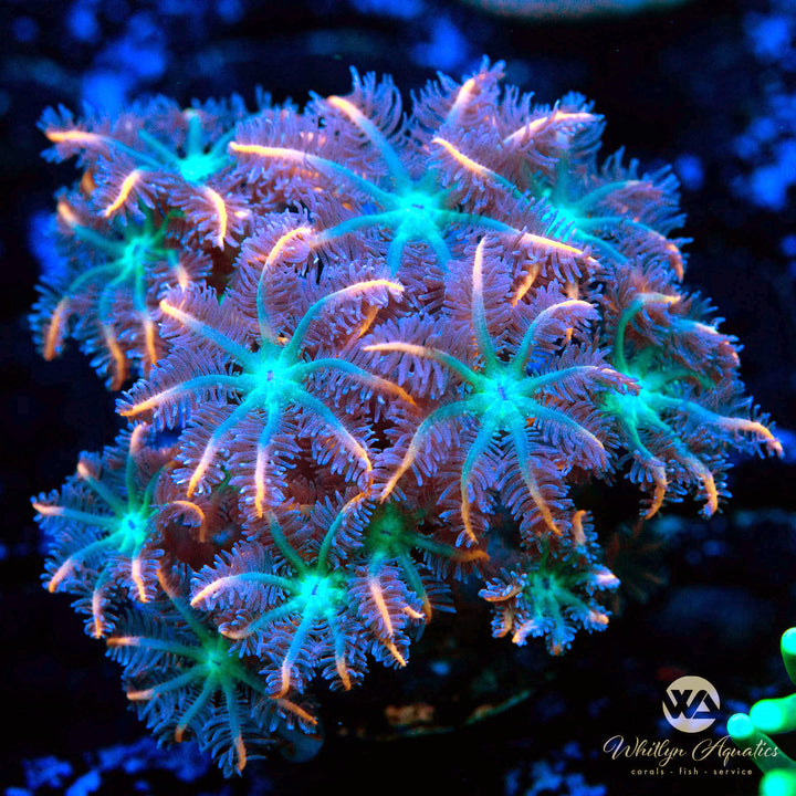 Ultra Rainbow Clove Polyp - Whitlyn Aquatics