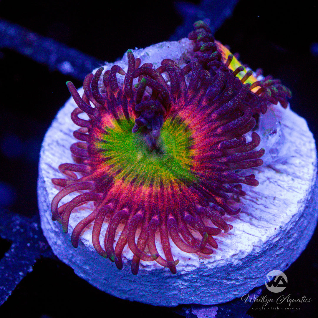 Rainbow Infusion Zoanthids