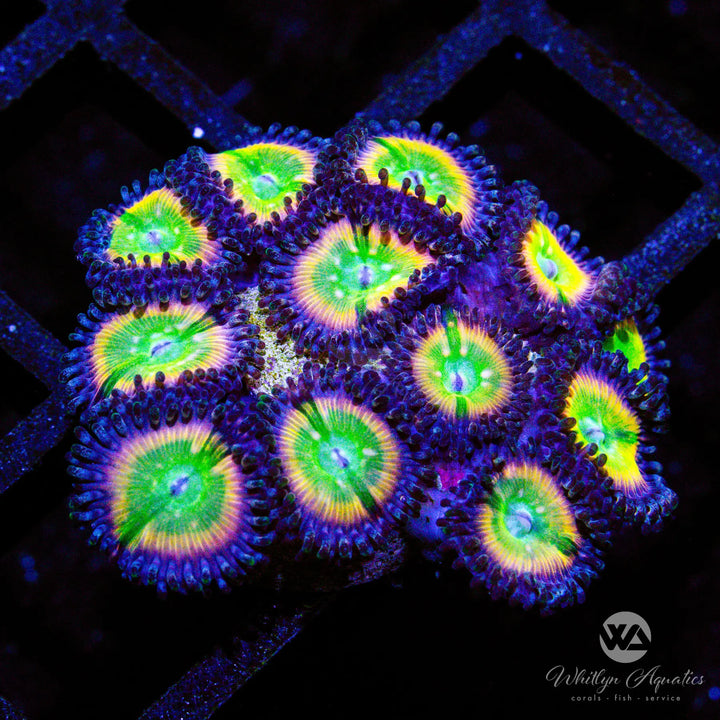 Rainbow Infusion Zoanthids (Aquacultured)