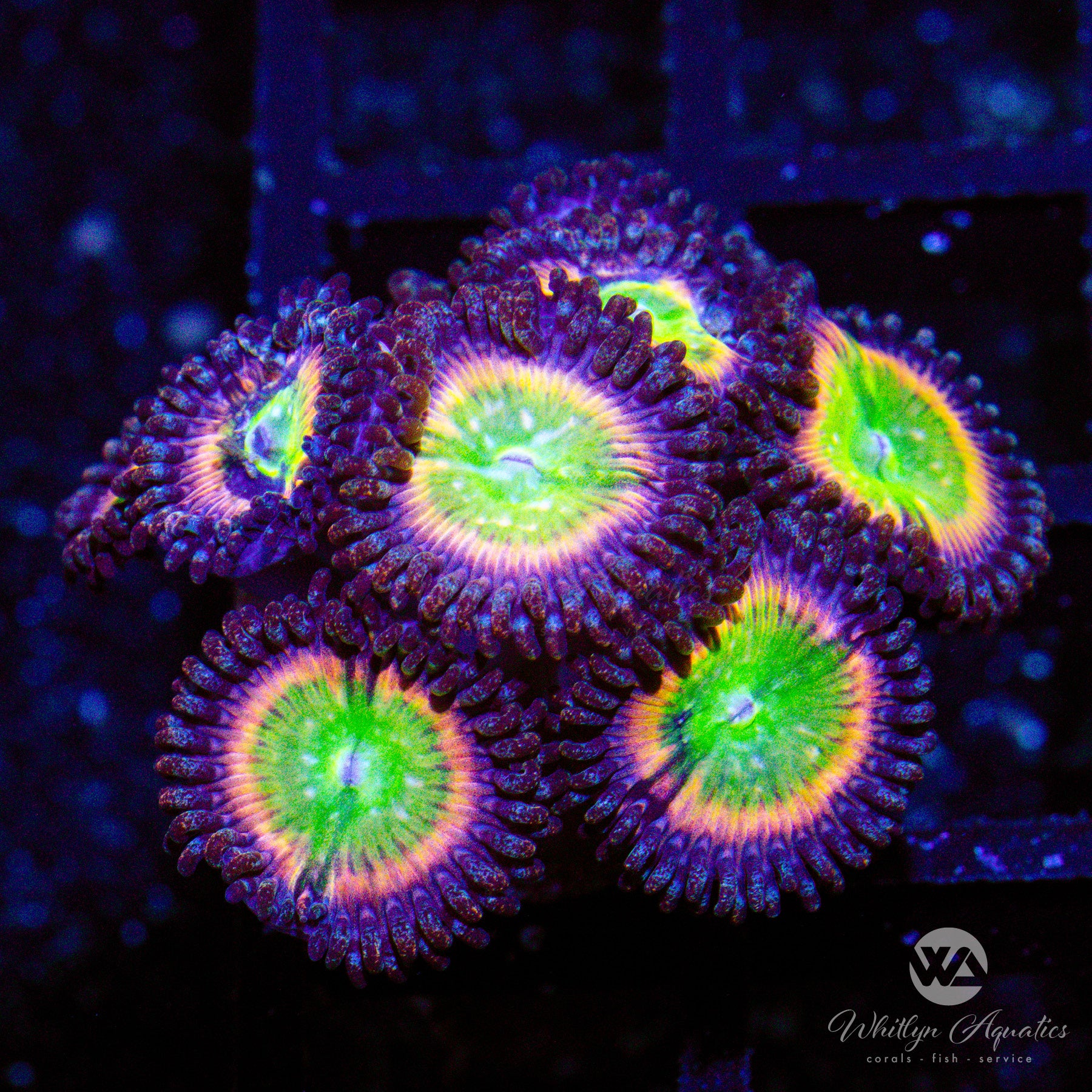 Rainbow Infusion Zoanthids (Aquacultured) – Whitlyn Aquatics