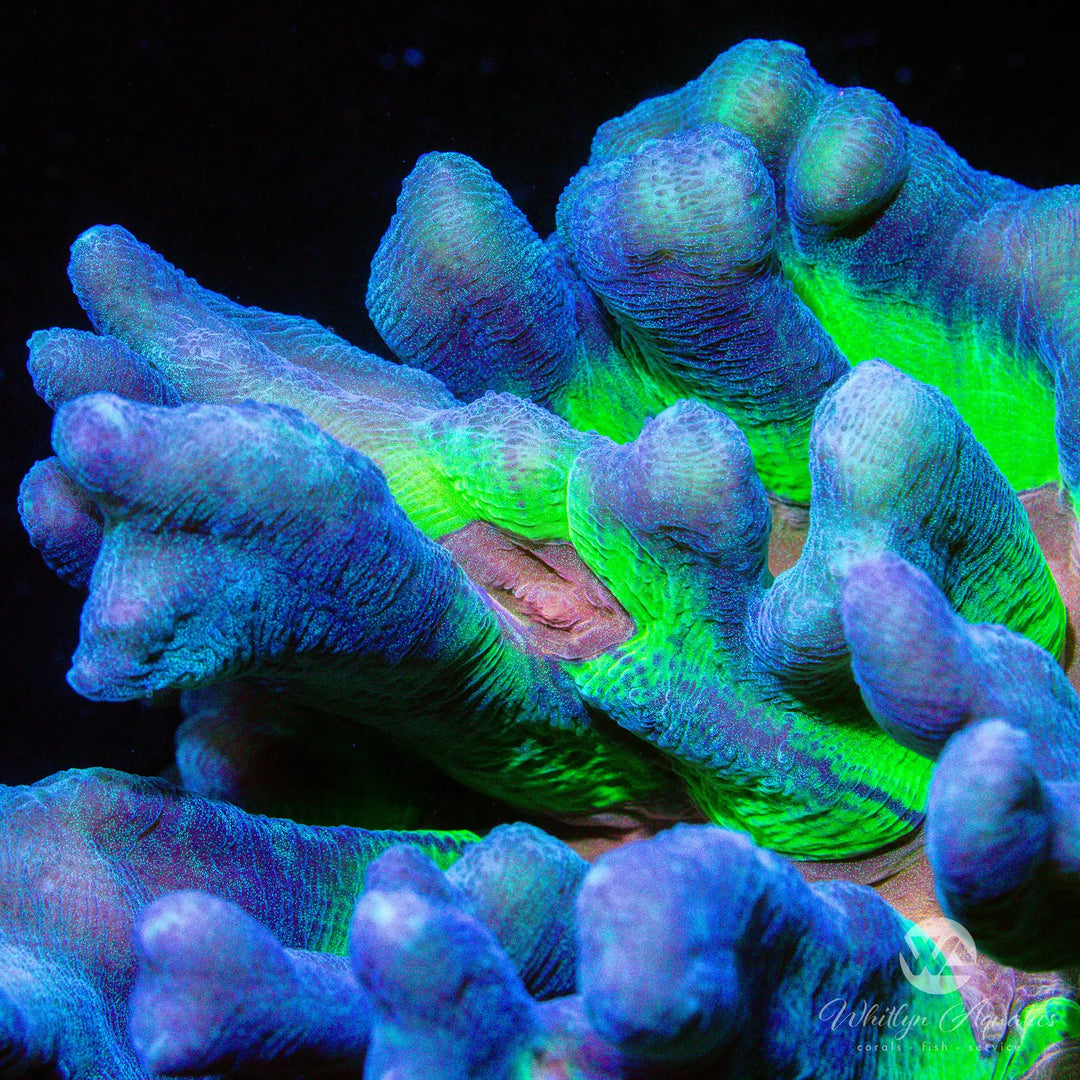 Rainbow Pectinia