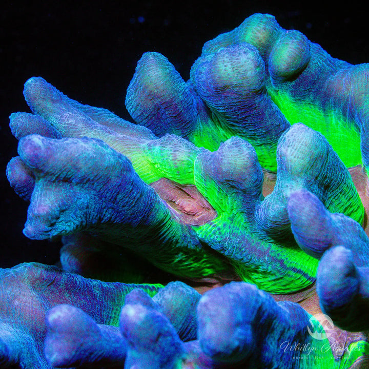 Rainbow Pectinia