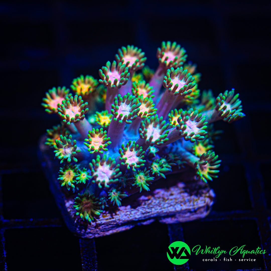 WA Rainbow Pulse Goni WYSIWYG