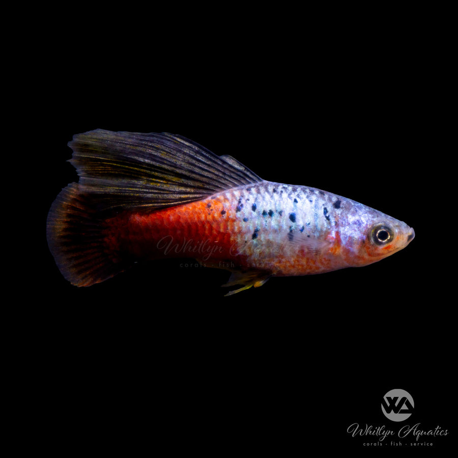 Livebearers – Whitlyn Aquatics
