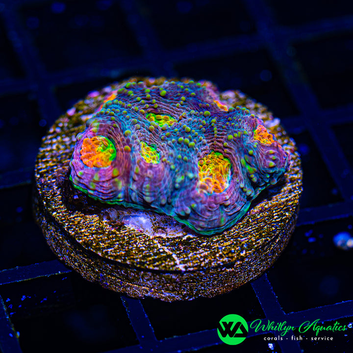 WA Rainbow Echinata