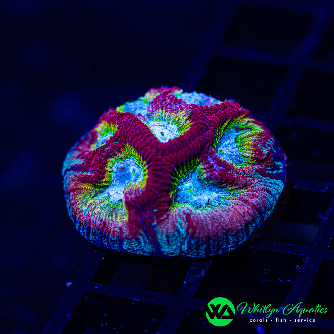 WA Rainbow Brite Favia