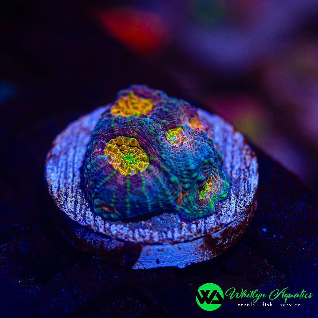 WA Rainbow Echinata
