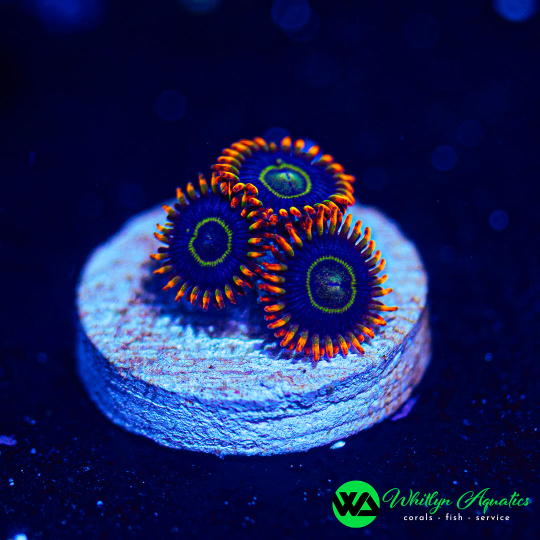 Rainbow Hornet Zoanthid (Aquacultured)