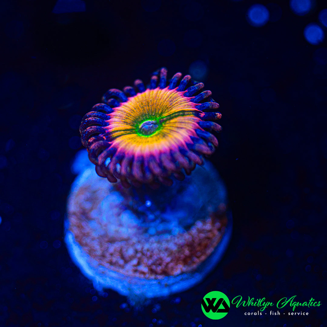 Rainbow Infusion Zoanthids (Aquacultured)