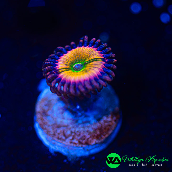 Rainbow Infusion Zoanthids (Aquacultured)