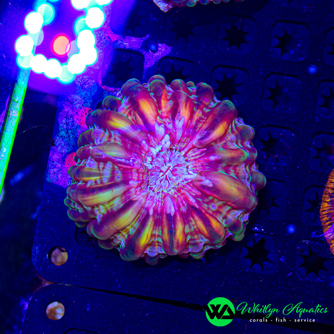 Frozen Rainbow Cynarina 3" WYSIWYG