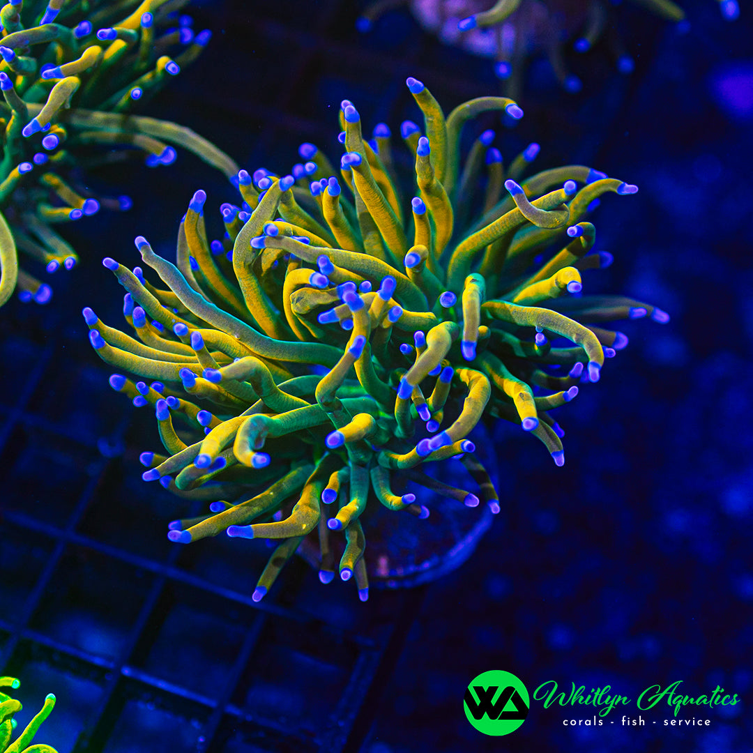Rapunzel Torch