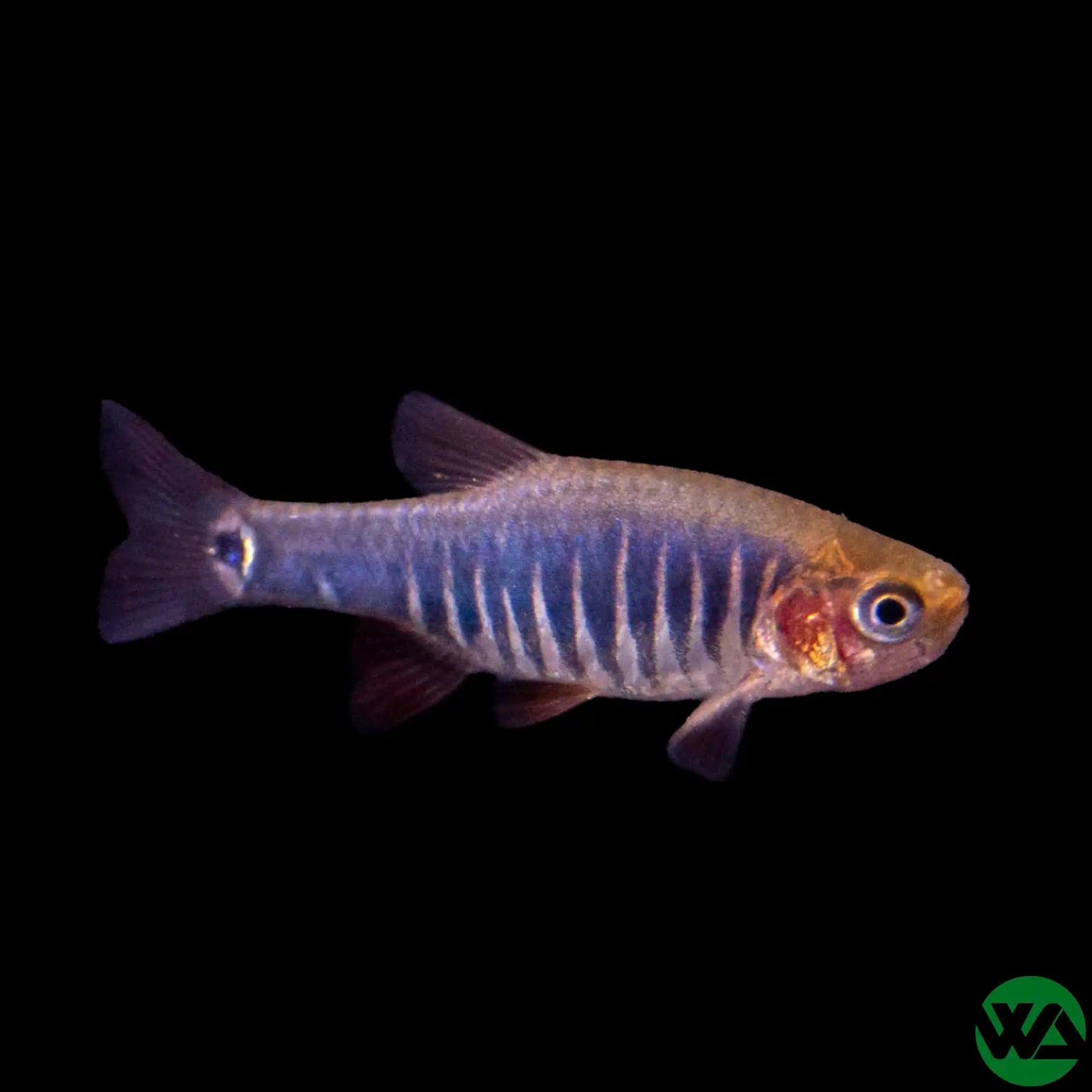 Dwarf Rasboa Emerald Dwarf Rasbora - Microasbora erythromicron – Whitlyn Aquatics
