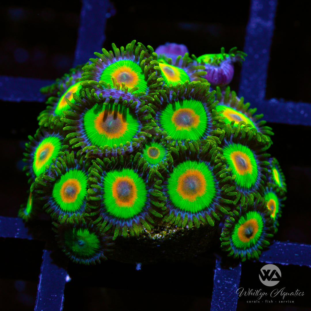 Rasta Zoanthid (Aquacultured)