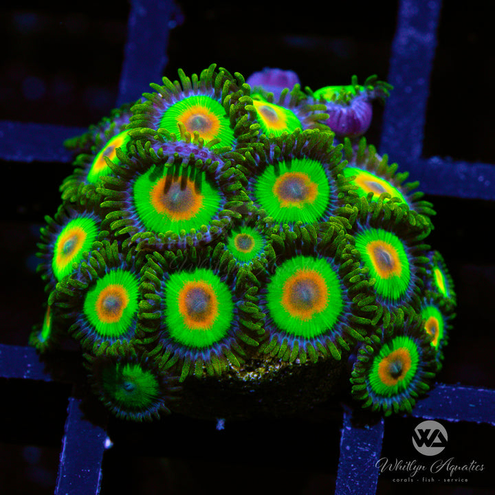 Rasta Zoanthid (Aquacultured)