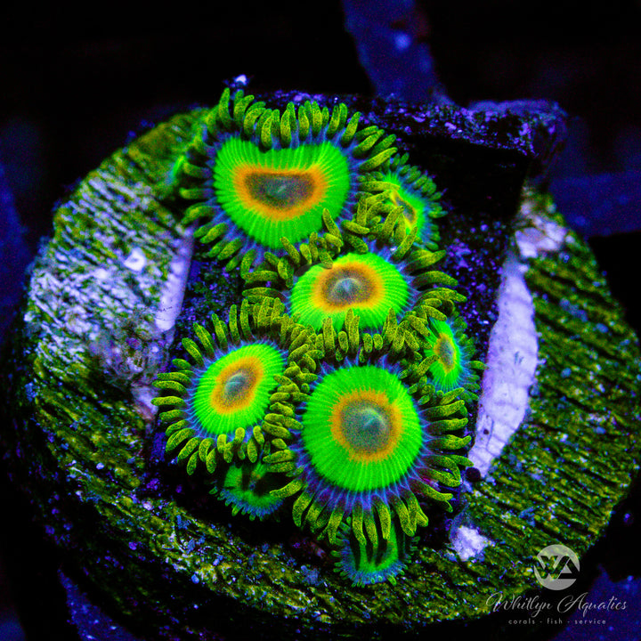 Rasta Zoanthid (Aquacultured) - Whitlyn Aquatics