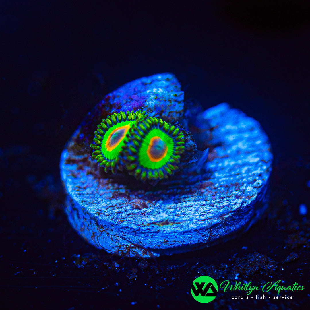Rasta Zoanthid (Aquacultured)