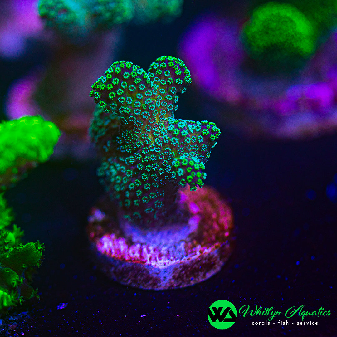Rainbow Stylophora