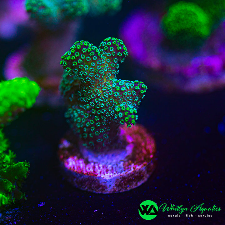 Rainbow Stylophora