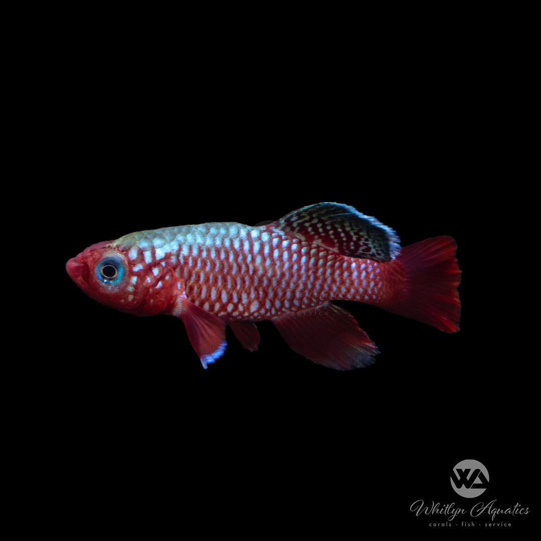 Red Finned Pink Notho Killifish - Nothobranchius rubripinni