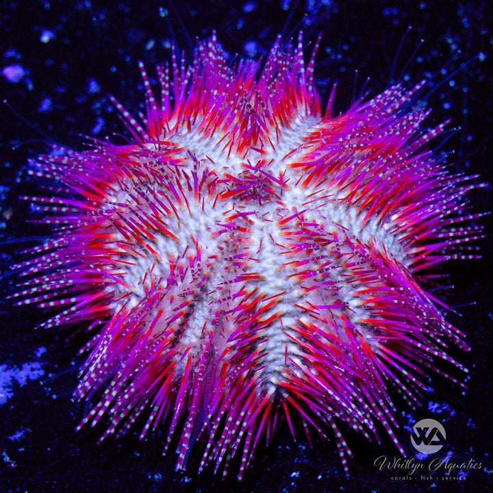 24B - *REEF SAFE!* Red Bells Urchin - WYSIWYG