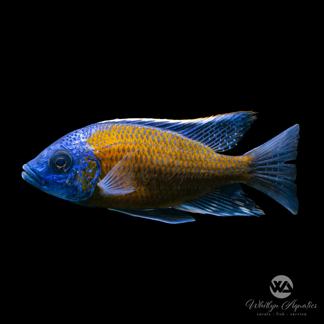 Red Fin Borlyei African Cichlid - Copadichromis borleyi