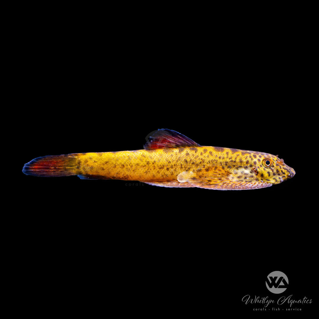 Red Fin Sucker / Hillstream - Pseudogastromyzon myersi