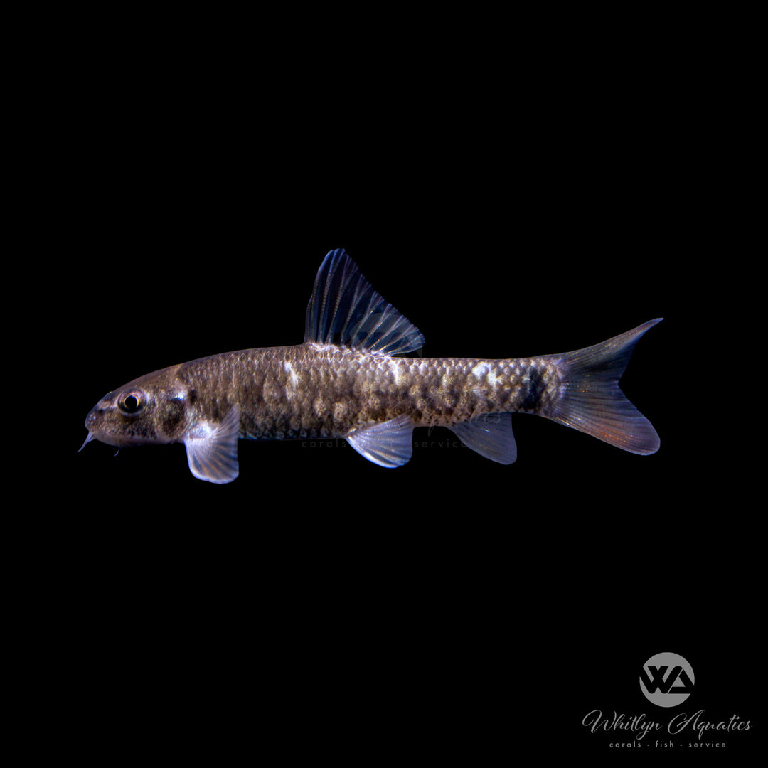 Red Garra - Garra rufa