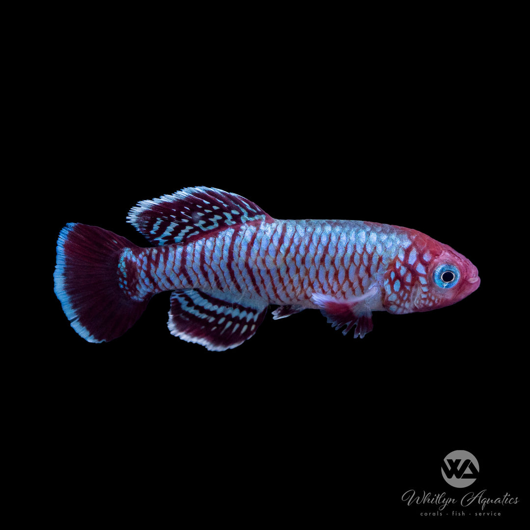 Red Kibiti-Utete Killi - Nothobranchius eggersi