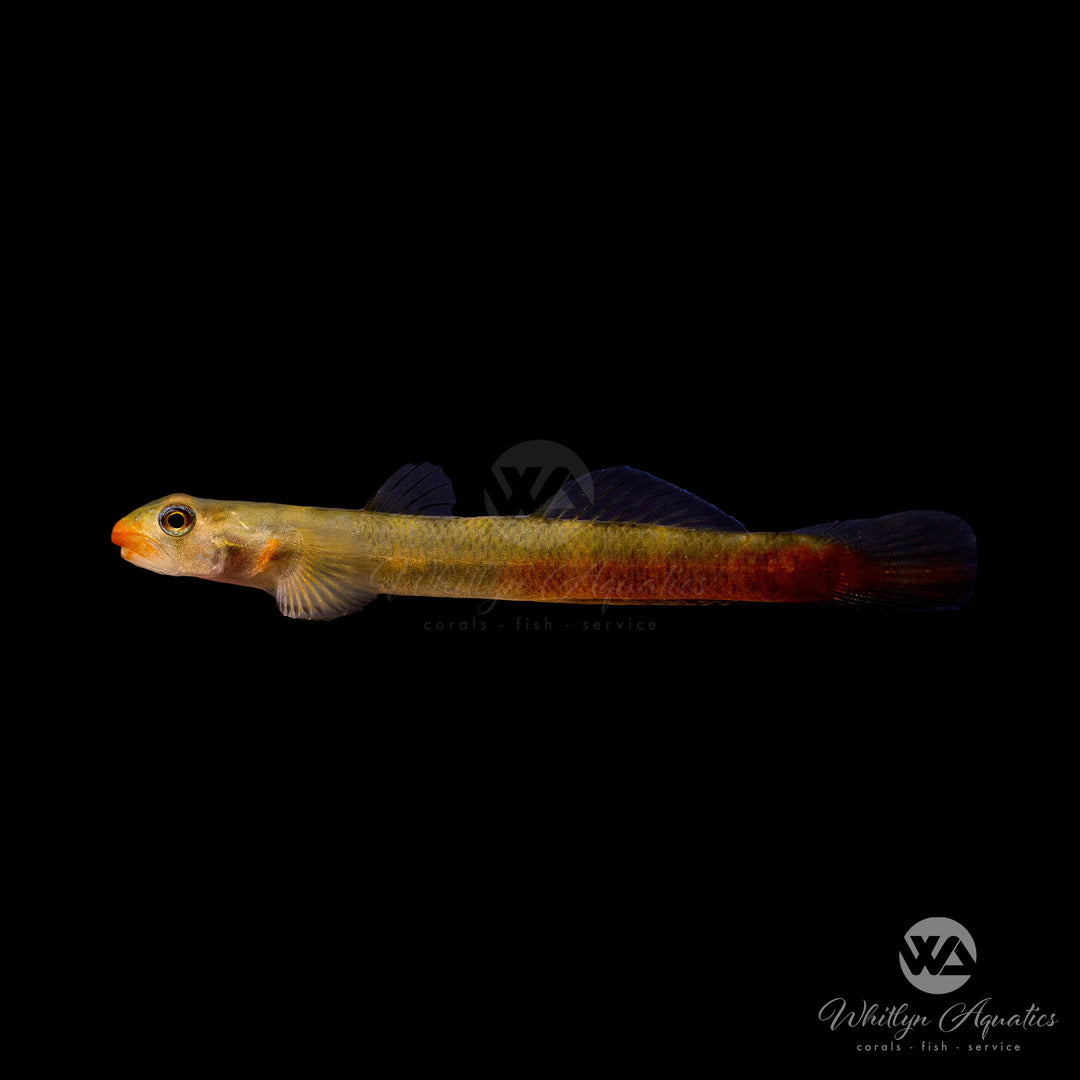 Red Lipstick Goby - Sicyopus rubicundus