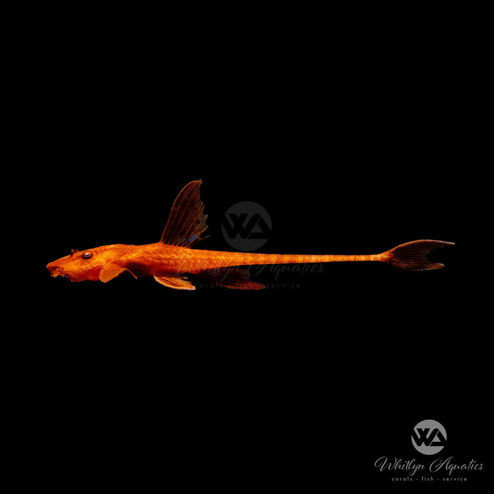 Red Lizard Fish - Rinelocaria sp. L11a