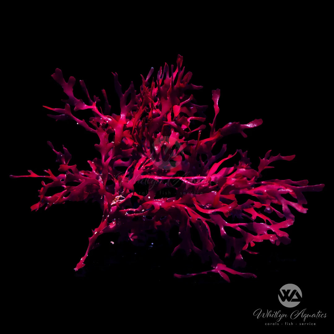 Red Pom Pom Gracilaria Macroalgae