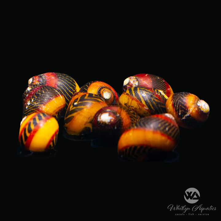 Red Racer Nerite Snail - Vittina waigiensis